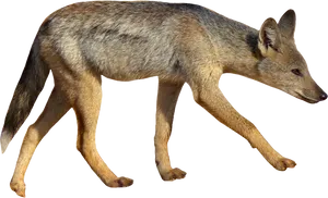 Alert Fox On The Move.png PNG image