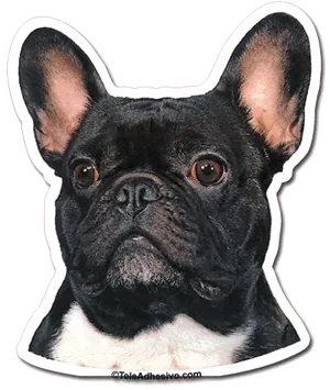 Alert French Bulldog Portrait PNG image