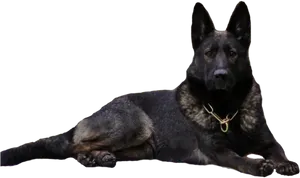 Alert German Shepherd Dog PNG image