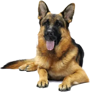 Alert German Shepherd Dog PNG image