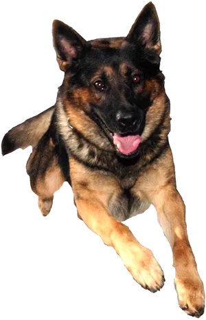 Alert German Shepherd Dog.png PNG image