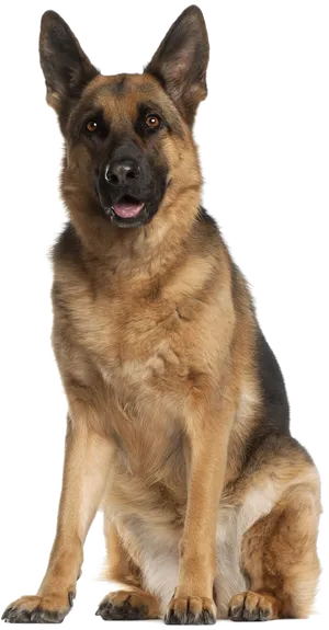 Alert German Shepherd Dog Sitting PNG image