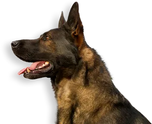Alert German Shepherd Profile PNG image