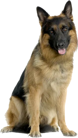 Alert German Shepherd Sitting PNG image