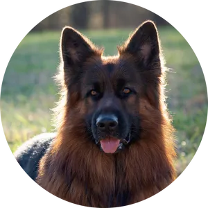 Alert German Shepherdin Sunlight PNG image