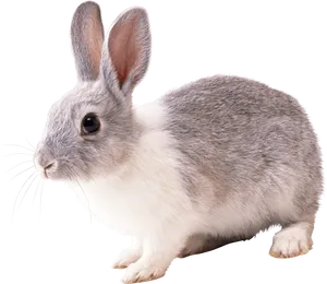 Alert Grey Rabbit Isolated.png PNG image