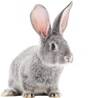 Alert Grey Rabbit Portrait PNG image
