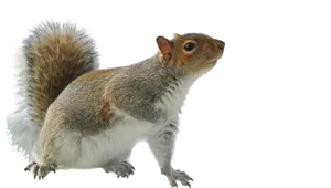 Alert Grey Squirrel Profile