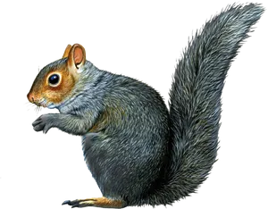 Alert Grey Squirrel