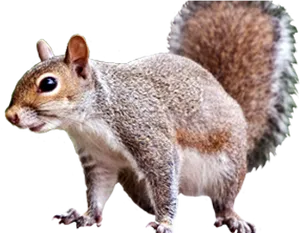 Alert Grey Squirrel