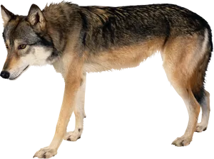 Alert Grey Wolf Isolatedon Black