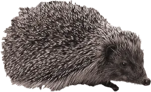 Alert Hedgehogin Profile PNG image