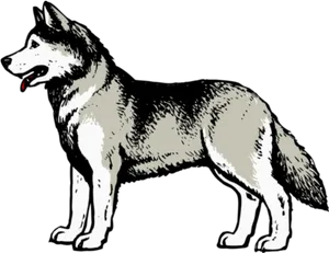 Alert Husky Dog Illustration PNG image