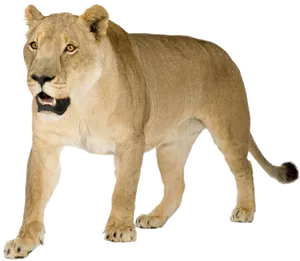 Alert Lioness Walking Transparent Background PNG image