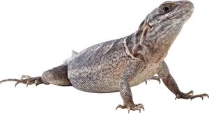 Alert Lizard Profile PNG image