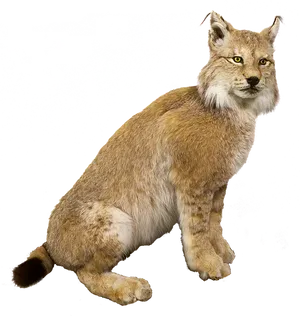 Alert Lynxon Teal Background PNG image