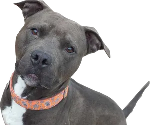 Alert Pitbull Dog Portrait PNG image