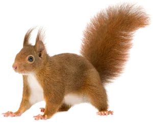 Alert Red Squirrel