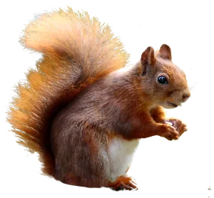 Alert Red Squirrel Profile