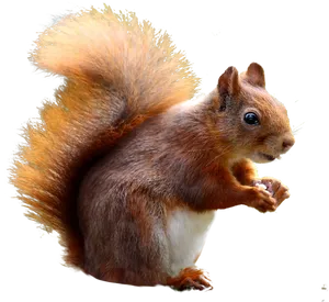 Alert Red Squirrel Profile