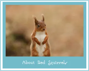Alert Red Squirrel Standing