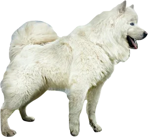 Alert Samoyed Dog Standing PNG