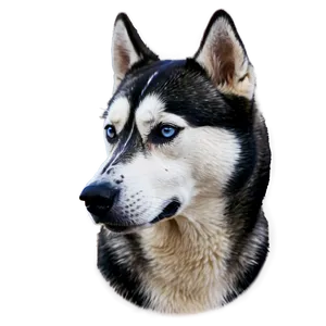 Alert Siberian Husky Png Ktk89 PNG image