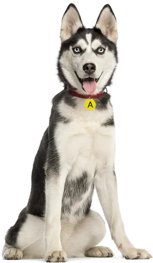 Alert Siberian Husky Sitting PNG image