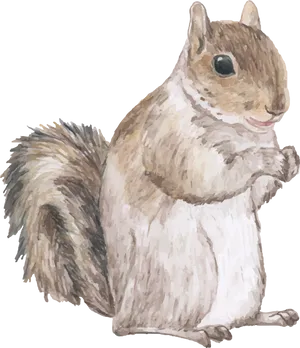 Alert Squirrel Illustration.png