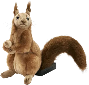 Alert Squirrel Pose