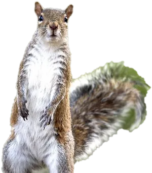 Alert Squirrel Standing