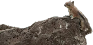 Alert Squirrelon Rock