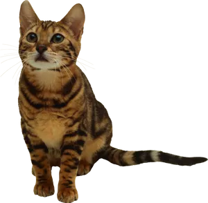 Alert Tabby Kitten Portrait PNG image