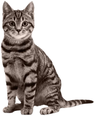 Alert Tabby Kitten Sitting