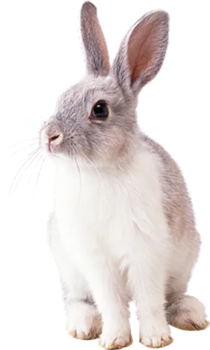 Alert White Rabbit Black Background.jpg