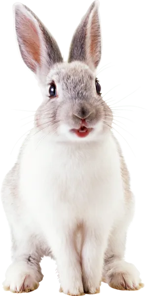 Alert White Rabbit Portrait PNG