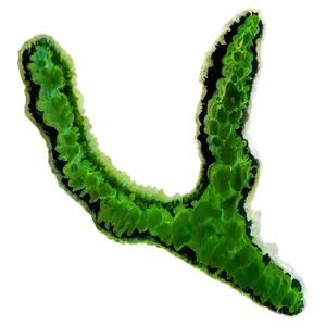 Algae C PNG image