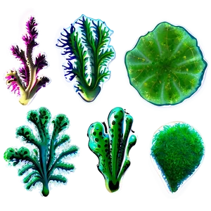 Algae D PNG image