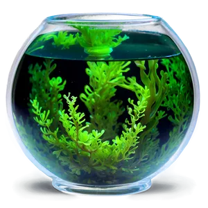 Algae In Fishbowl PNG Pxf
