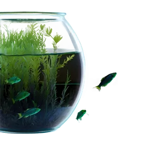 Algae In Fishbowl PNG Xmh12 PNG