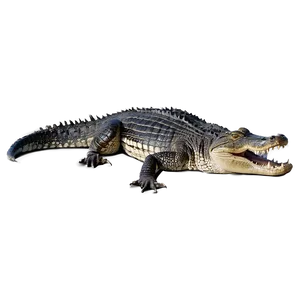 Alligator Basking PNG 05212024 PNG