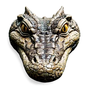 Alligator Head Close-up PNG Wxf PNG
