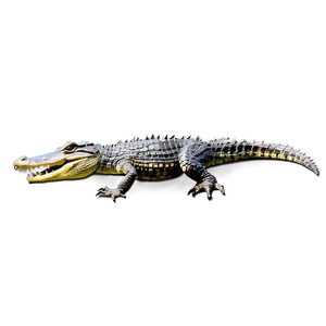 Alligator In Water PNG Dfe82