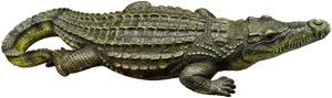 Alligator Profile Isolated