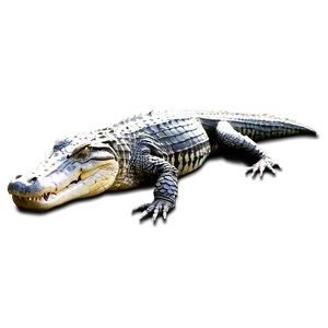 Alligator Profile View PNG 66