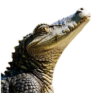 Alligator Profile View PNG Hdm47