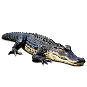 Alligator Resting PNG 60 PNG