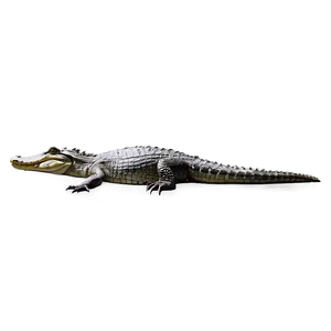 Alligator Resting PNG Gay PNG