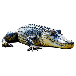 Alligator Resting PNG Wih60