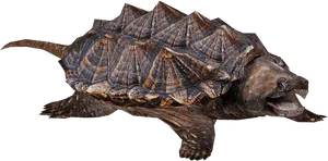 Alligator Snapping Turtle Profile PNG image